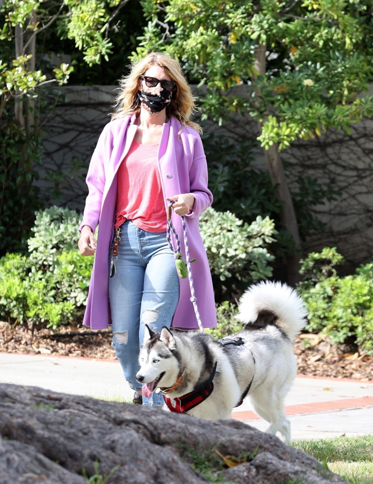 Laura Dern Out with Her Dog in Pacific Palisades 2020/06/02