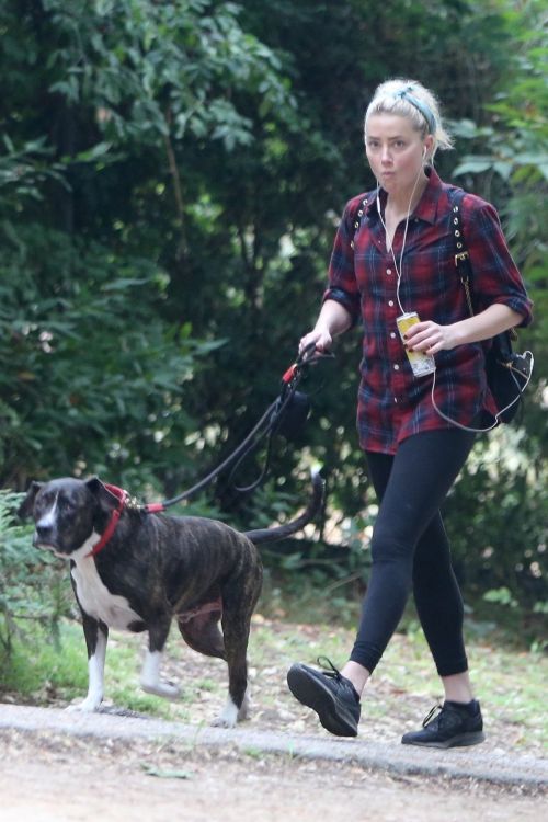 Amber Heard walks with her dog out in Los Feliz 2020/10/25 1