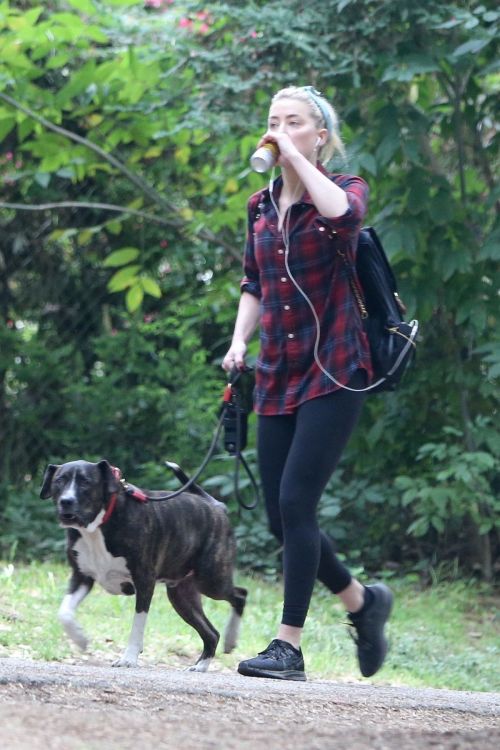 Amber Heard walks with her dog out in Los Feliz 2020/10/25 6