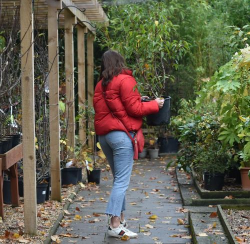 Imogen Thomas Buying Plants at a Garden Centre in London 2020/11/17 4