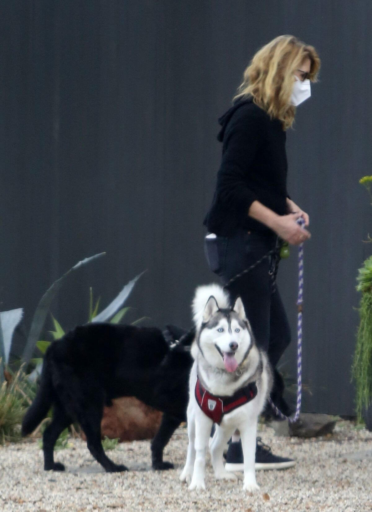 Laura Dern Out with Her Dogs on Her Birthday in Los Angeles 02/10/2021